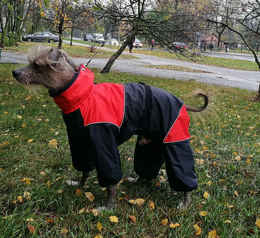 Aramis apģērbs suņiem. Ziemas suņu kombinezons-mētelis ar atstarotājiem, XL_product_product_product_product_product_product_pr Aramis apģērbs suņiem. Ziemas suņu kombinezons-mētelis ar atstarotājiem, M